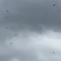 Col des Ares, a committee of vultures wondering if I will make it Col des Ares, a committee of vultures wondering if I will make it