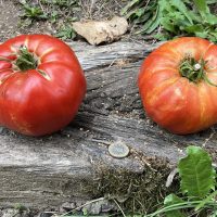 Tomatoes the size of pumpkins for dinner Tomatoes the size of pumpkins for dinner
