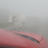 White Charlois cows appear from nowhere on the Port de Lers White Charlois cows appear from nowhere