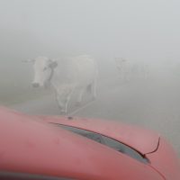 White Charlois cows appear from nowhere on the Port de Lers White Charlois cows appear from nowhere