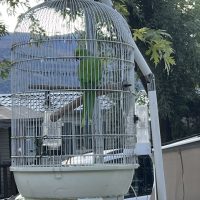Campsite Parakeet at Argeles Gazost Campsite Parakeet at Argeles Gazost