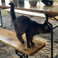 Cat for breakfast Cat for breakfast