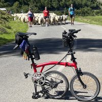 herded sheep take to the road on the Col d'Aubisque herded sheep take to the road on the Col d'Aubisque
