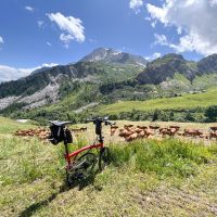 Cormet de Roselend cows Cormet de Roselend cows