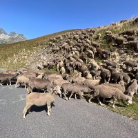 Sheep nearly clear Sheep nearly clear